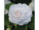 Pianta di Impatiens doppio Fiesta Bonita White (Vaso14)