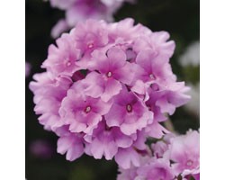 Pianta di Verbena Endurascape Pink Bicolor (Vaso14)