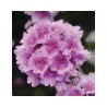 Pianta di Verbena Endurascape Pink Bicolor (Vaso14)