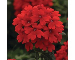 Pianta di Verbena Endurascape Red (Vaso14)