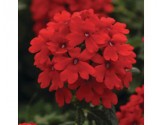 Pianta di Verbena Endurascape Red (Vaso14)