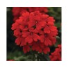 Pianta di Verbena Endurascape Red (Vaso14)