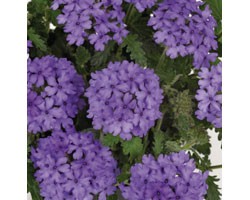 Pianta di Verbena Endurascape Blue (Vaso14)
