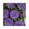 Pianta di Verbena Endurascape Blue (Vaso14)