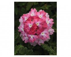 Pianta di Verbena Endurascape Pink Fizz (Vaso14)