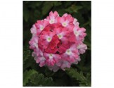 Pianta di Verbena Endurascape Pink Fizz (Vaso14)