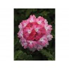 Pianta di Verbena Endurascape Pink Fizz (Vaso14)