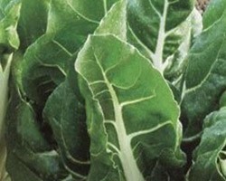 Pianta di Bieta da Coste Lusiana (Vaschetta da 6 piante)