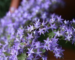 Pianta di Campanula Hirsch blue (Vaso 14 cm)