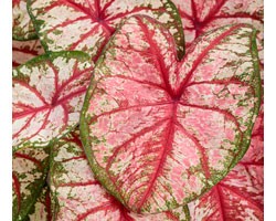 Caladium Fancy Leaf Bottle Rocket (vaso 12 cm)