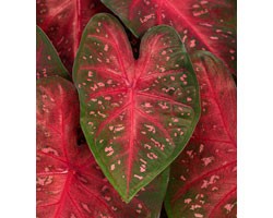 Caladium Fancy Leaf Fast Flash (vaso 12 cm)