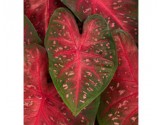 Caladium Fancy Leaf Fast Flash (vaso 12 cm)