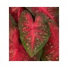 Caladium Fancy Leaf Fast Flash (vaso 12 cm)