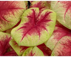 Caladium Fancy Leaf PW Lemon Blush (vaso 12 cm)