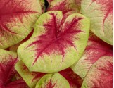 Caladium Fancy Leaf PW Lemon Blush (vaso 12 cm)