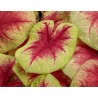 Caladium Fancy Leaf PW Lemon Blush (vaso 12 cm)
