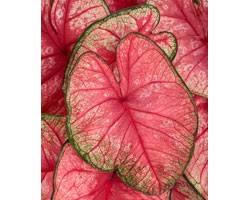 Caladium Fancy Leaf PW Radiace (vaso 12 cm)