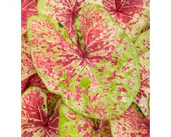 Caladium Fancy Leaf PW Raspberry Moon (vaso 12 cm)