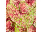 Caladium Fancy Leaf PW Raspberry Moon (vaso 12 cm)