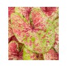 Caladium Fancy Leaf PW Raspberry Moon (vaso 12 cm)