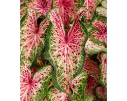 Caladium Strap Leaf PW Heart and Soul (vaso 12 cm)