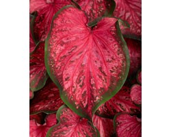 Caladium Strap Leaf PW Scarlet Flame (vaso 12 cm)