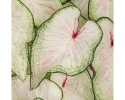 Caladium Strap Leaf  PW White Wonder (vaso 12 cm)