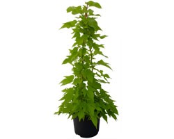 Ipomoea Solar Tower Lime (vaso 14 cm)