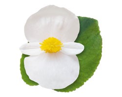 Begonia Big white green leaf (vaso 14 cm)