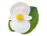 Begonia Big white green leaf (vaso 14 cm)