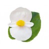 Begonia Big white green leaf (vaso 14 cm)