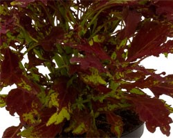 Pianta di Coleus Flame Thrower Sriracha (Vaso14)
