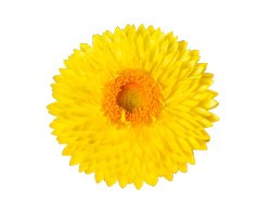 Pianta di Bracteantha Granvia Gold (Vaso 14 cm)