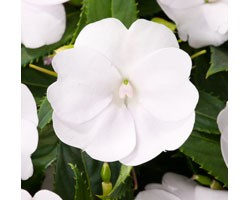 Pianta di Impatiens Sunpatiens Vigoroso Clear White (vaso 14 cm)