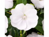 Pianta di Impatiens Sunpatiens Vigoroso Clear White (vaso 14 cm)