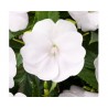 Pianta di Impatiens Sunpatiens Vigoroso Clear White (vaso 14 cm)