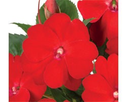 Pianta di Impatiens Sunpatiens Vigoroso Scarlet (vaso 14 cm)