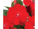 Pianta di Impatiens Sunpatiens Vigoroso Scarlet (vaso 14 cm)