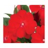 Pianta di Impatiens Sunpatiens Vigoroso Scarlet (vaso 14 cm)