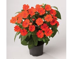 Pianta di Impatiens Sunpatiens Vigoroso Orange (vaso 14 cm)