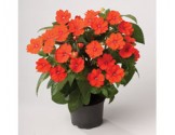 Pianta di Impatiens Sunpatiens Vigoroso Orange (vaso 14 cm)