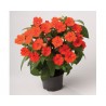 Pianta di Impatiens Sunpatiens Vigoroso Orange (vaso 14 cm)