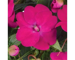 Pianta di Impatiens Sunpatiens Vigoroso Rose Pink (vaso 14 cm)