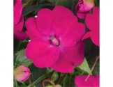 Pianta di Impatiens Sunpatiens Vigoroso Rose Pink (vaso 14 cm)