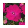 Pianta di Impatiens Sunpatiens Vigoroso Rose Pink (vaso 14 cm)