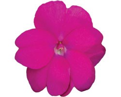 Pianta di Impatiens Sunpatiens compatto Hot Lilac (vaso 14 cm)