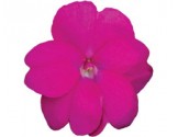 Pianta di Impatiens Sunpatiens compatto Hot Lilac (vaso 14 cm)