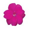 Pianta di Impatiens Sunpatiens compatto Hot Lilac (vaso 14 cm)