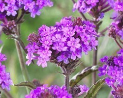 Pianta di Verbena Rigida Santos purple (Vaso 14 cm)