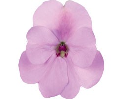 Pianta di Impatiens Sunpatiens compatto Hot Lilac (vaso 14 cm)